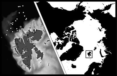 Seasonal Enzyme Activities of Sympatric Calanus glacialis and C. finmarchicus in the High-Arctic